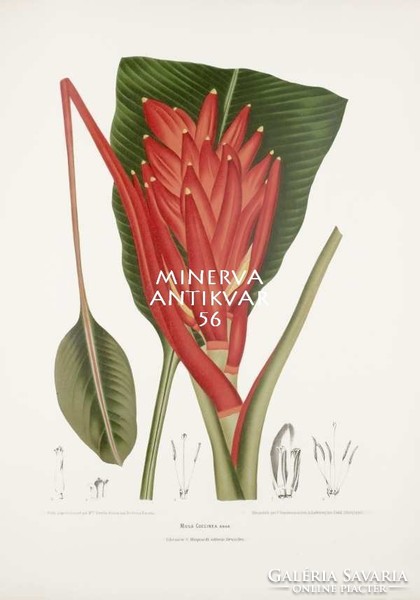 Antik botanikai illusztráció Skarlát banán Musa coccinea trópusi egzotikus növények Reprint nyomat