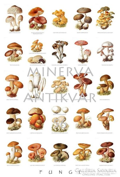 Poster of types of mushrooms, fungi. Edible and poisonous mushrooms vintage/antique illustration composite