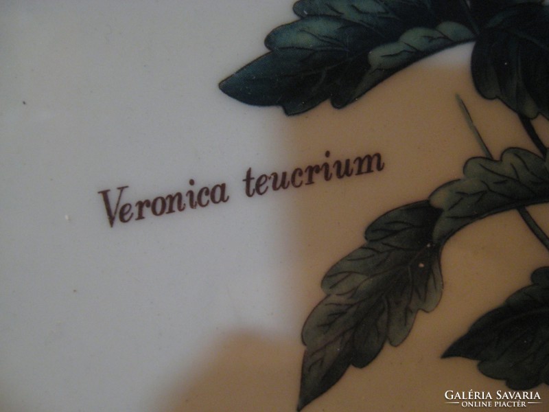 Veronica teucrium  ,  gyógyfüves , botanikus  dísztányér   25 cm