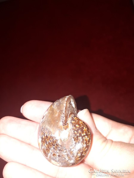 Madagaszkári hibátlan irizáló ammonitesz 