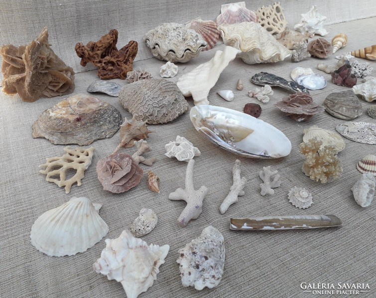 Tengeri kagylók csigák és fosszíliák.