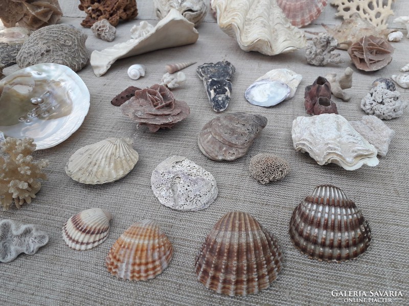 Tengeri kagylók csigák és fosszíliák.