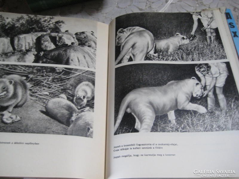 Joy Adamson: Elsa and her cubs 1966. On page 292