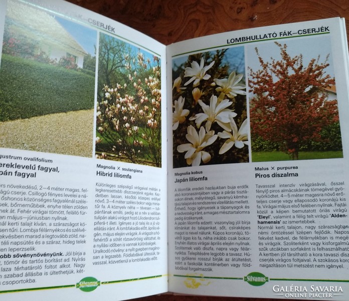 Ornamental trees and gardens in pictures, negotiable!
