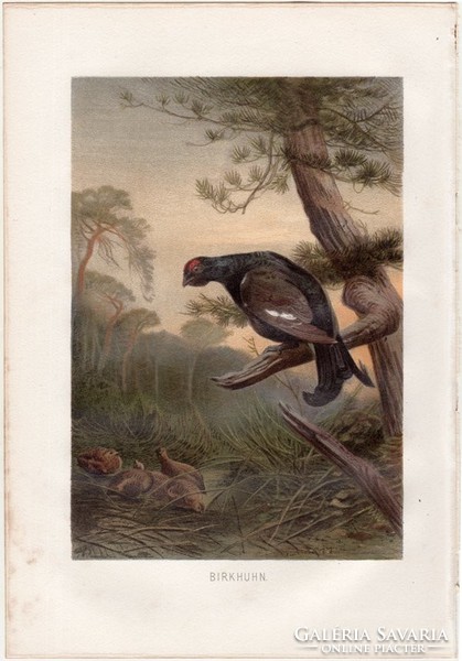 Nyírfajd, litográfia 1883, színes nyomat, eredeti, Brehm, Thierleben, állat, madár, Európa, Ázsia