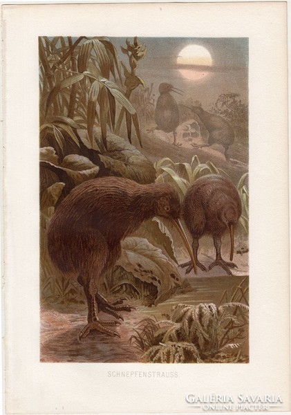 Kivi, litográfia 1883, színes nyomat, eredeti, Brehm, Thierleben, állat, madár, Új - Zéland