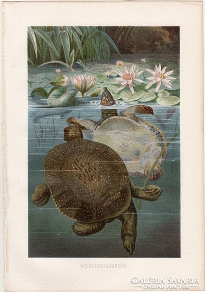 Lágyhéjú teknős, litográfia 1883, színes nyomat, eredeti, Brehm, Thierleben, állat, hüllő, Ázsia