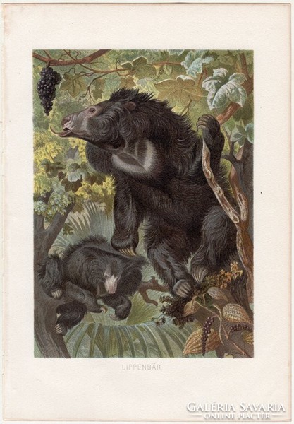 Ajakos medve, litográfia 1883, színes nyomat, eredeti, Brehm, Thierleben, állat, ragadozó, Ázsia