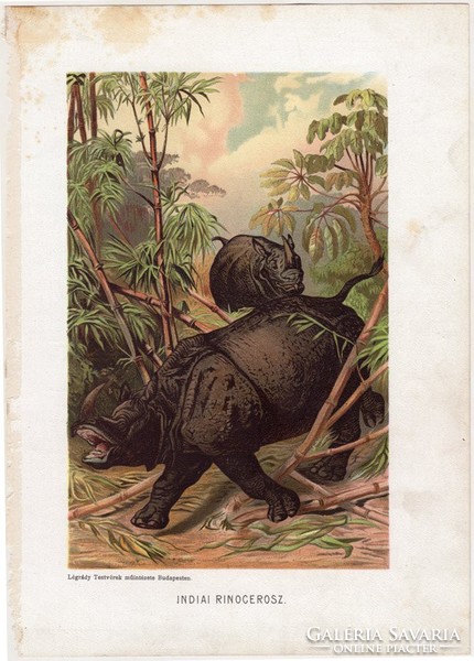 Indiai rinocérosz, litográfia 1903, színes nyomat, eredeti, magyar, Brehm, állat, Az állatok világa