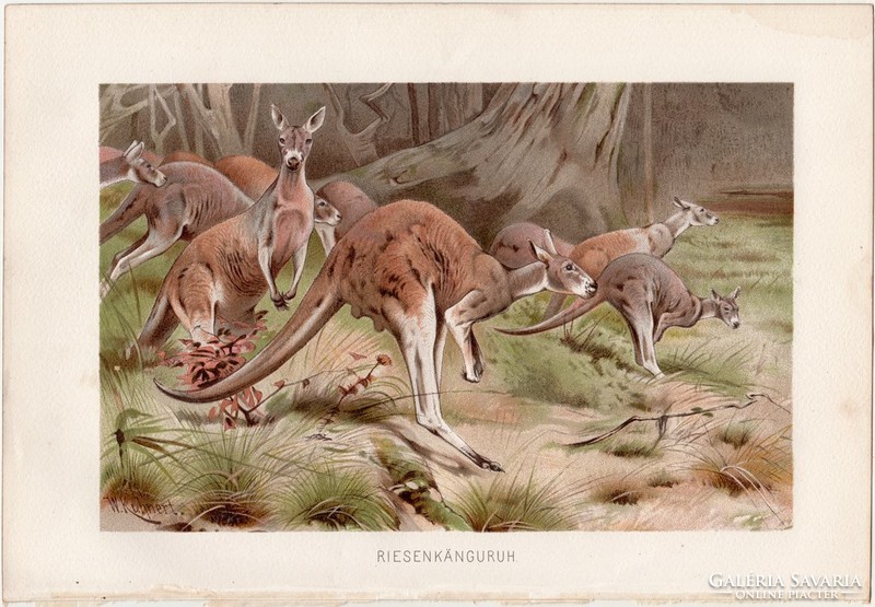 Óriáskenguru, litográfia 1891, színes nyomat, eredeti, Brehm, Tierleben, állat, kenguru, Ausztrália