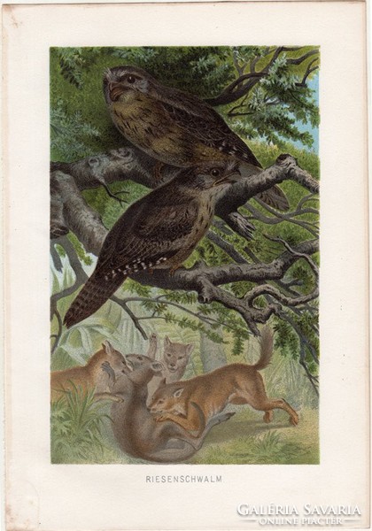 Bagolyfecske, litográfia 1882, színes nyomat, eredeti, Brehm, Thierleben, állat, madár, Amerika