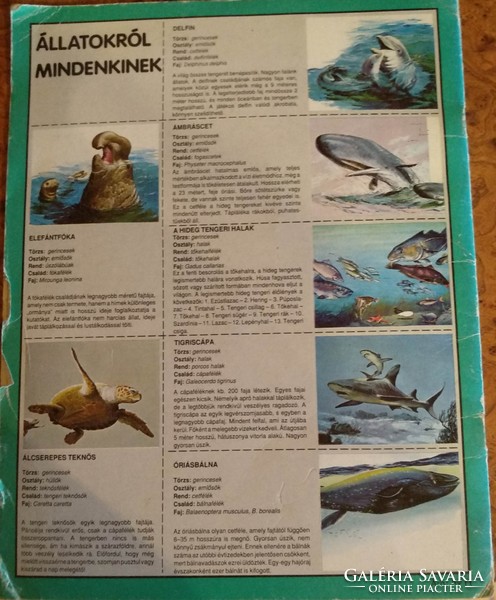 Állatokról mindenkinek: A tenger állatai, ajánljon!