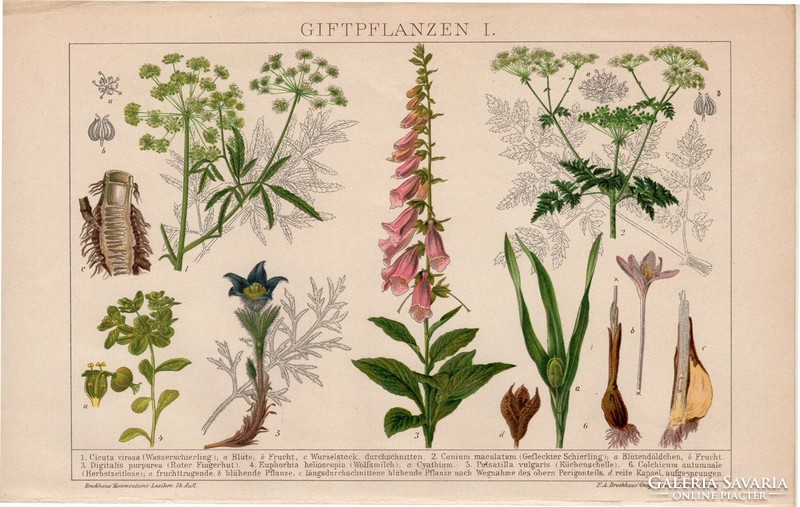 Mérgező növények I., litográfia 1893, színes nyomat, német nyelvű, növény, virág, gyilkos csomorika