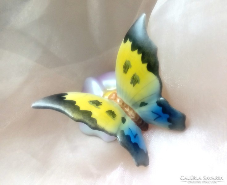 Drasche kék sárga pillangó