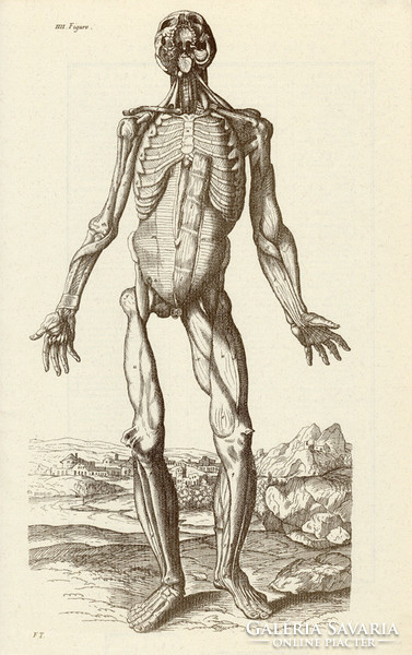Az emberi test 4., anatómia, izom, koponya, egyszín nyomat 1978, 28 x 44 cm, nagy méret, fakszimile