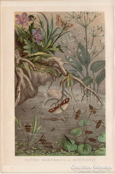 Vízipoloska és vízipók, litográfia 1894, színes nyomat, eredeti, német, Brehm, állat, rovar, víz