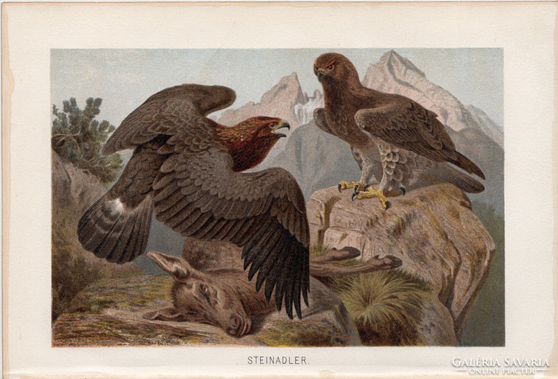 Kőszáli sas, litográfia 1894, színes nyomat, eredeti, német, Brehm, állat, madár, szirti, Európa