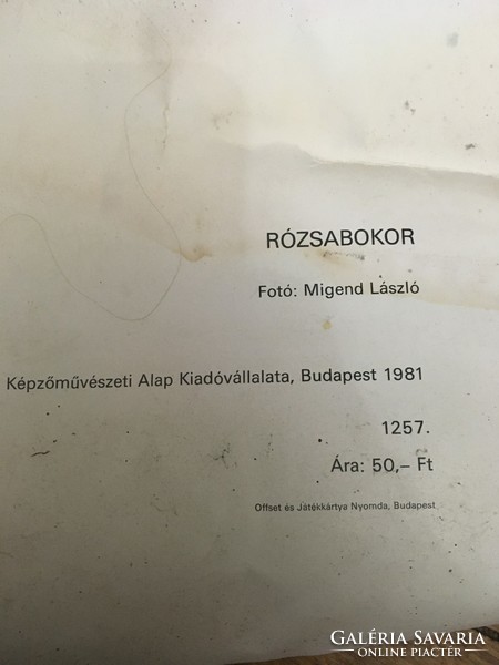 Rózsabokor Plakát 1981 Képzőművészeti Alap Kiadóvállalata