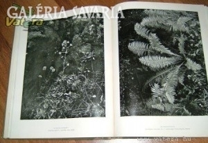 Picture book of Hungarian flora
