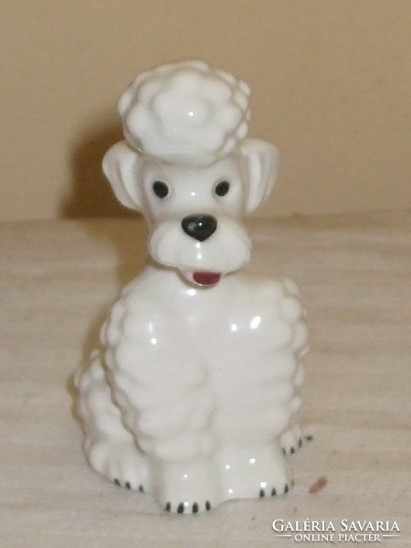 Goebel is a rare white and black Poodle dog