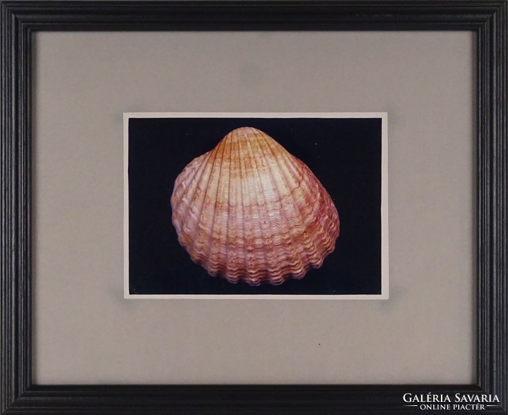 1B991 Művészi fotográfia : Shell kagyló