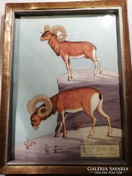 Muflonok - Vadászat Akvarell 