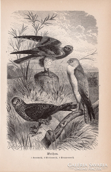 Héják, egyszín nyomat 1894, német, eredeti, Tierleben, Az állatok világa, állat, madár, rétihéja