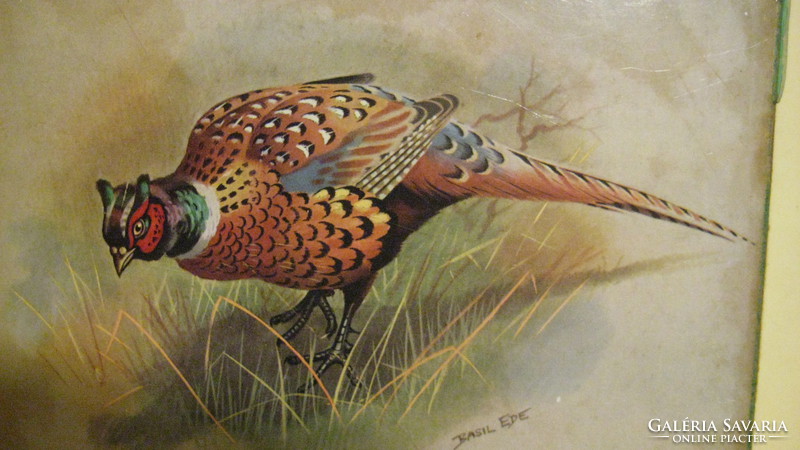 Basil ede: eye-catching pheasant, print
