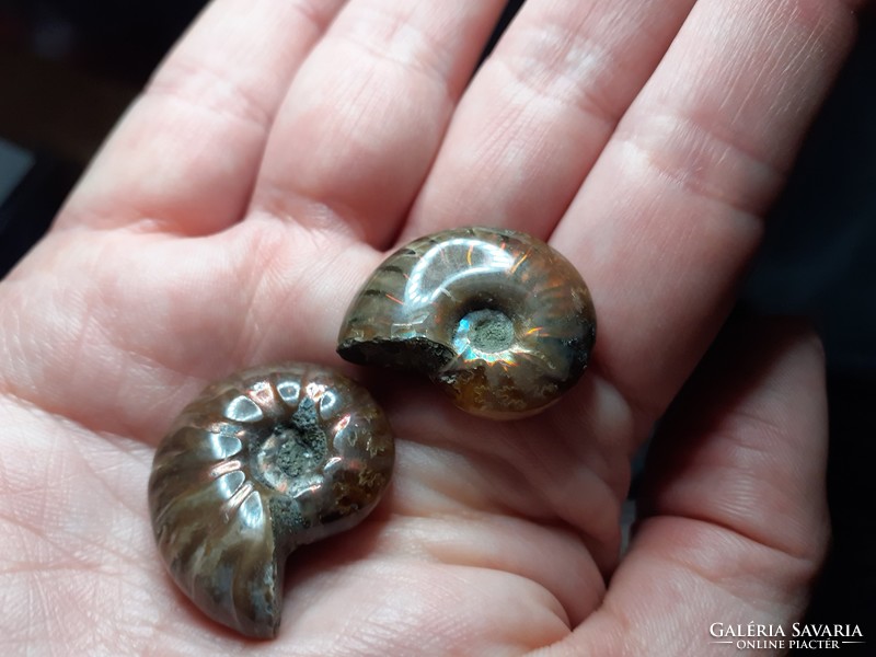 Madagaszkári hibátlan irizáló ammonitesz par