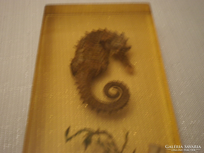 Seahorse encased in amber
