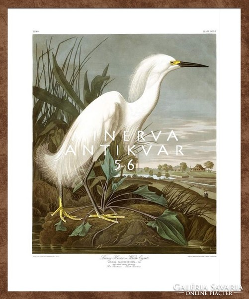 Nagy fehér kócsag mocsár láp, madaras nyomat, J. J. Audubon Amerika madarai 1826-38 vintage reprint