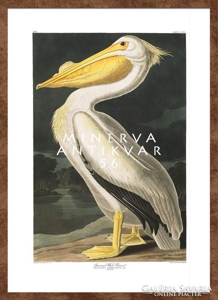 Fehér pelikán tóparton, madaras nyomat, J. J. Audubon Amerika madarai 1826-38 vintage reprint