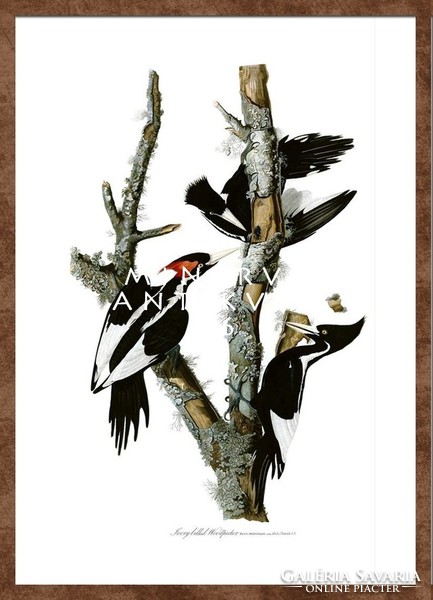 Elefántcsontcsőrű királyharkály madaras nyomat J.J. Audubon Amerika madarai 1826-38 vintage reprint
