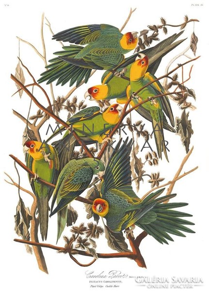 Zöld-sárga karolinai papagájok madaras nyomat, J. J. Audubon Amerika madarai 1826-38 vintage reprint