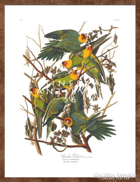 Zöld-sárga karolinai papagájok madaras nyomat, J. J. Audubon Amerika madarai 1826-38 vintage reprint