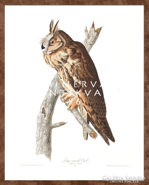 Erdei fülesbagoly bagoly faág madaras nyomat, J. J. Audubon Amerika madarai 1826-38 vintage reprint