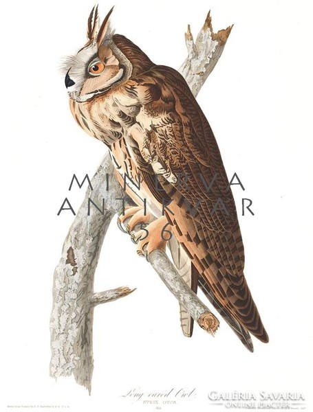 Erdei fülesbagoly bagoly faág madaras nyomat, J. J. Audubon Amerika madarai 1826-38 vintage reprint