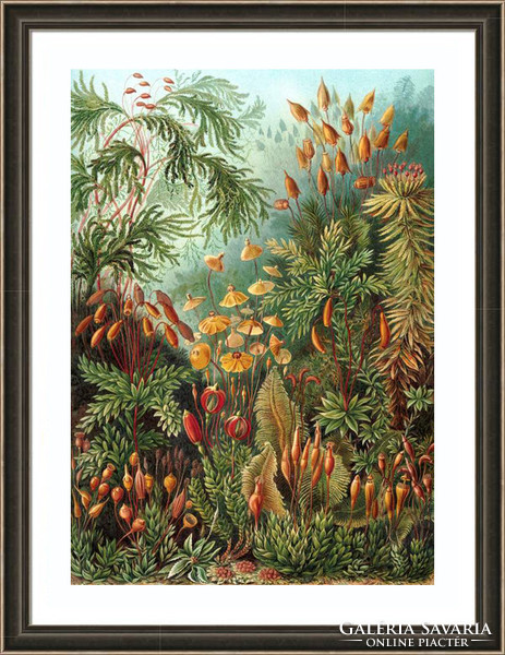 Mohafélék mohafajok páfrányok növény erdő Ernst Haeckel 1904 vintage botanikai illusztráció reprint