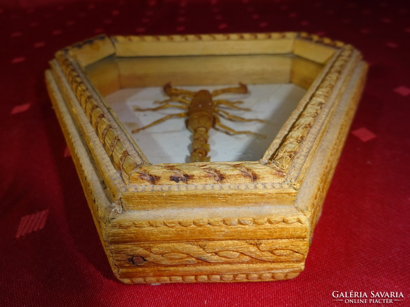 Brown scorpion in a wooden gift box under a glass plate. Frame is flawless. He has!