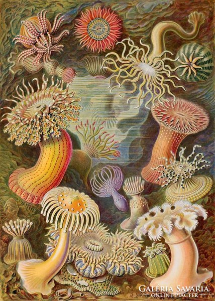 Tengeri rózsa anemóna szellőrózsa virágállat Haeckel 1904 vintage zoológiai illusztráció reprint