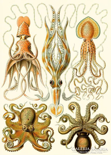 Polip tintahal lábasfejű kalamári tengeri állatok Haeckel 1904 vintage zoológia illusztráció reprint