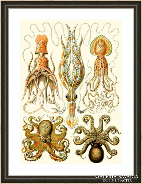 Polip tintahal lábasfejű kalamári tengeri állatok Haeckel 1904 vintage zoológia illusztráció reprint