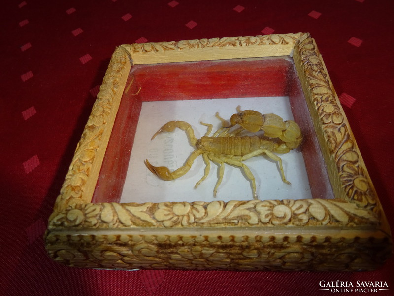 Brown scorpion in a gift box, under a glass plate, size: 11.5 x 11.5 x 4 cm. He has!