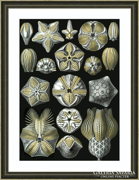 Fosszília kövület tengeri sün váz fekete-arany Haeckel 1904 vintage zoológiai illusztráció reprint