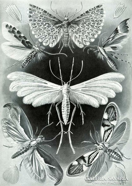 Molylepke lepkefajta szárny fekete fehér Haeckel 1904 vintage zoológiai illusztráció reprint