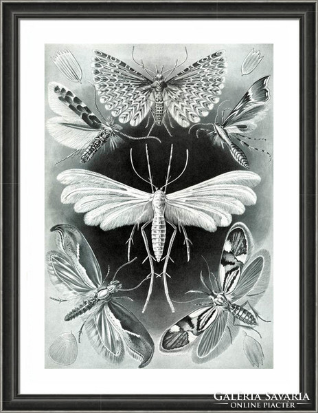 Molylepke lepkefajta szárny fekete fehér Haeckel 1904 vintage zoológiai illusztráció reprint