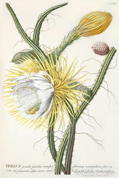 Kaktusz fehér sárga virág bimbó termés gyümölcs tüske G.Ehret Antik botanikai reprint növény nyomat