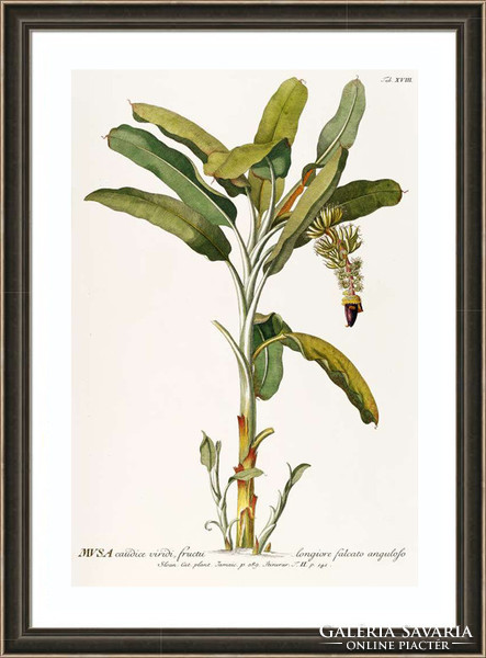 Banán cserje fa dísznövény egzotikus trópusi zöld levél G.Ehret Antik botanikai reprint nyomat