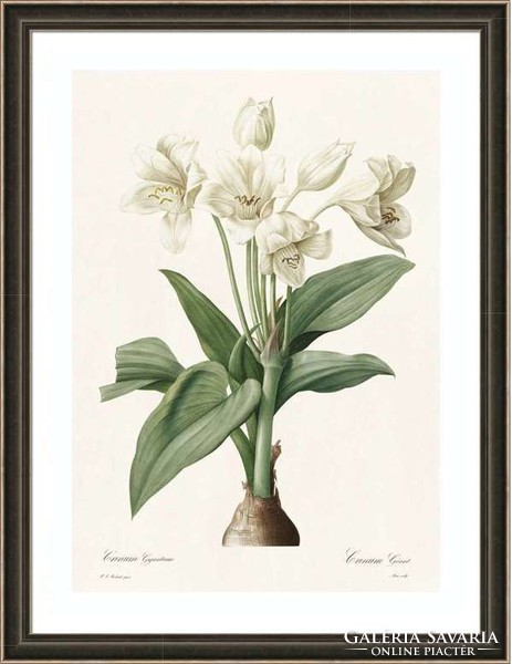 Liliomfélék óriás afrikai fehér liliom virág botanikai illusztráció Redouté 1810 REPRODUKCIÓ nyomat