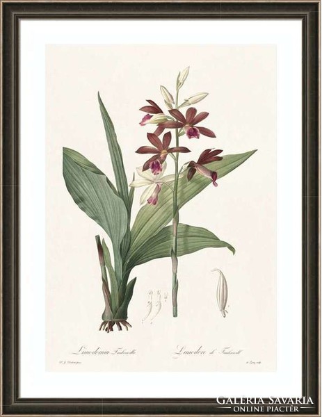 Liliomfélék kosbor gérbics bíbor virág botanikai illusztráció Redouté 1810 REPRODUKCIÓ növény nyomat